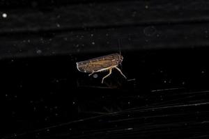 Small adult Typical Leafhopper photo