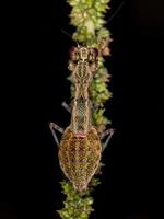 Acontistid Mantis Nymph photo