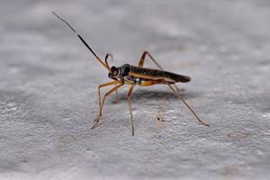 Small Plant Bug photo