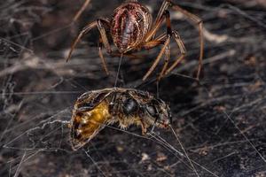 Araña viuda marrón adulta hembra que se alimenta de una abeja occidental hembra adulta foto