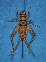 Female Field Cricket photo