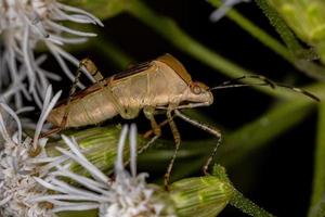 Adult Leaf-footed Bug photo