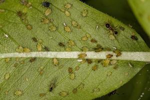 Group of small green aphids photo