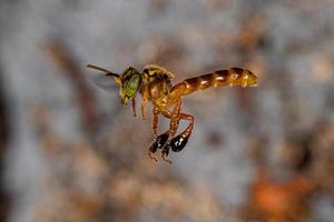 Adult Jatai bee photo