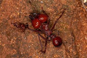 Atta hormiga cortadora de hojas foto