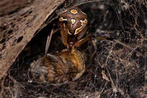 Araña viuda marrón adulta hembra que se alimenta de una abeja occidental hembra adulta foto