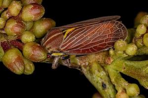 saltamontes aetaliónido adulto foto