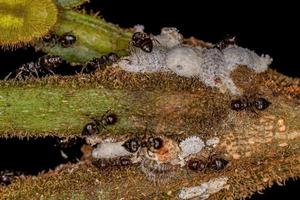 hormigas de cóctel hembras adultas con pequeños insectos cochinillas foto