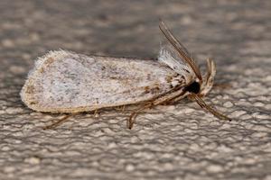 Adult Moth Insect photo