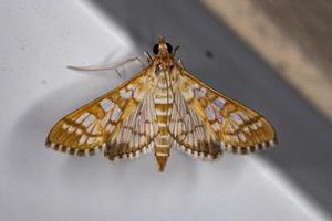 Adult Orange Epipagis Moth photo