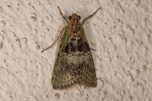 Adult Pyralid Snout Moth photo