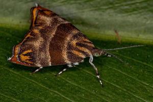 Adult Metalmark Moth photo