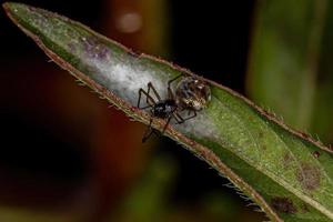 Small Cobweb Spider photo