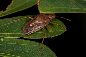 Adult Stink Bug photo