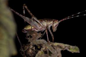 ninfa de saltamontes foto