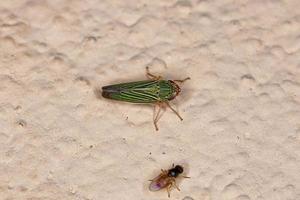Adult Bermudagrass Leafhopper photo