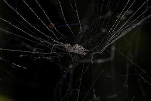 small Hackled Orbweaver photo