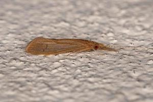 insecto caddisfly adulto foto