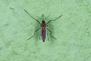 Adult Female Yellow Fever Mosquito photo