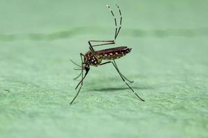 mosquito de la fiebre amarilla hembra adulta foto