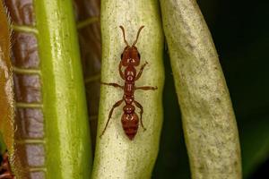 Adult Female Twig Ant photo