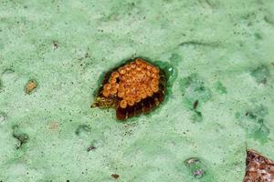 Assassin Bug Eggs photo