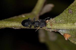 hormiga tortuga adulta