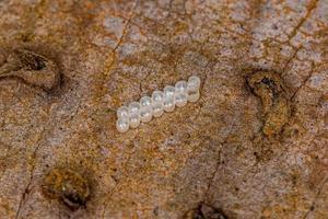 Small Stink Bug Eggs photo