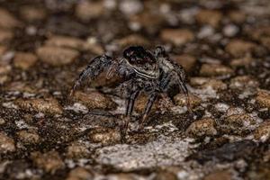 Small Jumping Spider photo