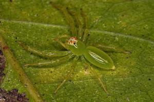 Adult Female Translucent Green Jumping Spider photo