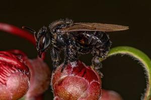 Adult Stingless Bee photo