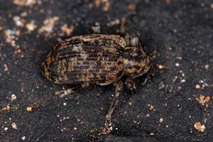 Adult True Weevil photo