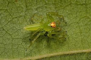 Adult Female Translucent Green Jumping Spider photo