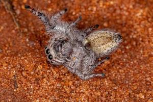 Small Jumping Spider photo