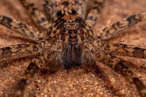 Male Adult Wandering Spider photo