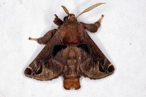 insecto polilla macho adulto foto
