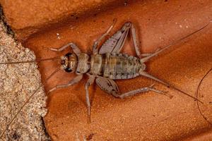 Male Field Cricket photo