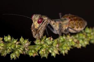 Acontistid Mantis Nymph photo