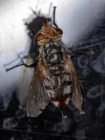 mosca de cerda adulta foto