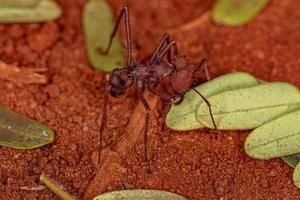 Adult Atta Leaf-cutter Ant photo