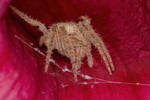 Female Adult Typical Orbweaver photo