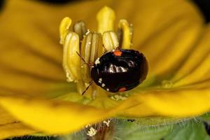 Adult Ebony Bug photo