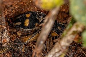 Adult Velvet Ant photo