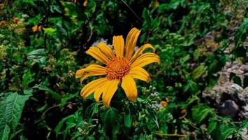 Sunflower cultivation at sunrise in the mountains of Ciremai, jawa barat indonesia photo