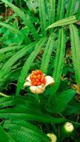 Arum maculatum flower plant that bears red fruit photo