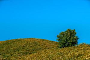 Mexican sunflower in Tung Bua Tong photo