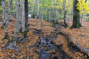 vapor en el parque nacional yedigoller, bolu, turquía foto