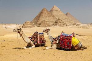 camellos en el complejo de la pirámide de giza, el cairo, egipto foto