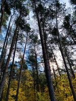 Coniferous trees in the autumn forest against the sky photo