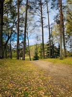 autumn road in the forest in the park photo